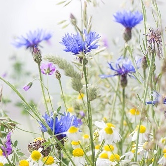 Blumenwiese