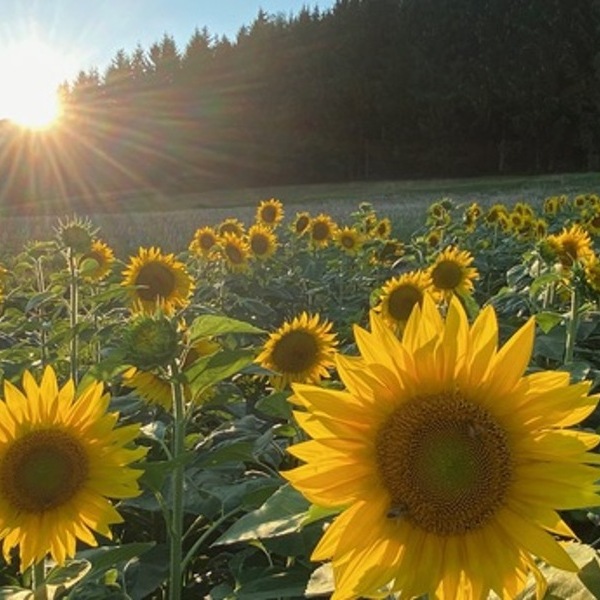 Sonnenblumen